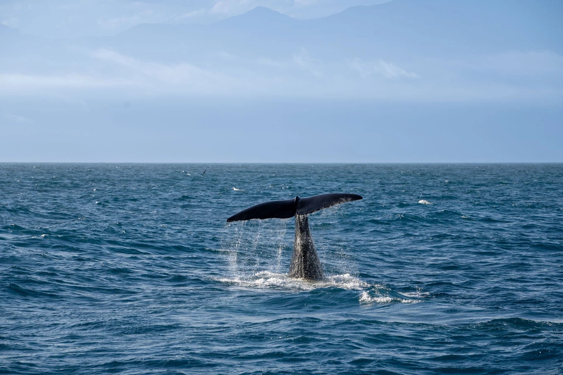 Mirissa Whale Watching